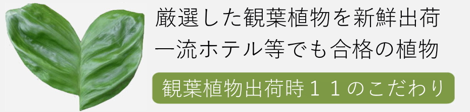 観葉植物出荷時の11のこだわり