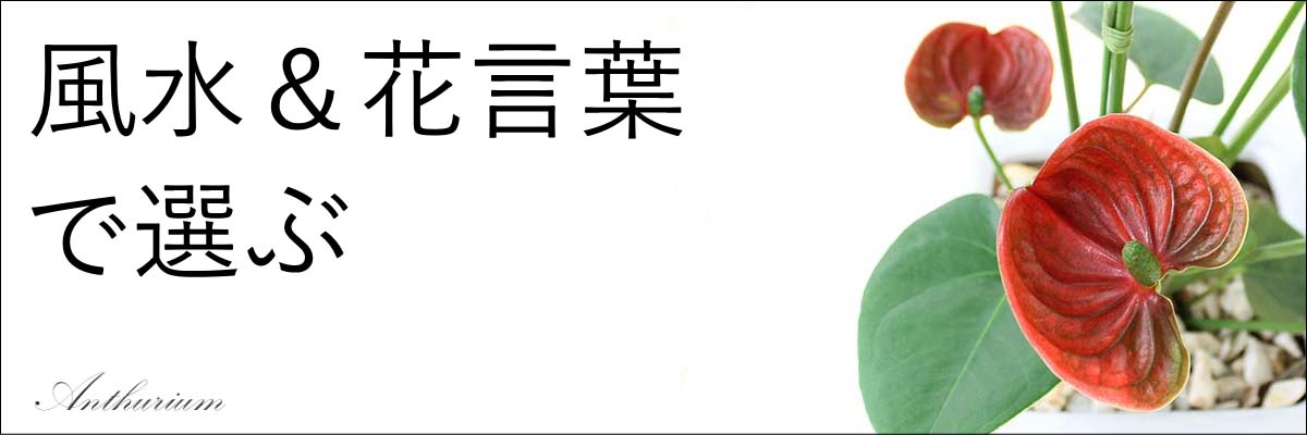 風水＆花言葉で選ぶ