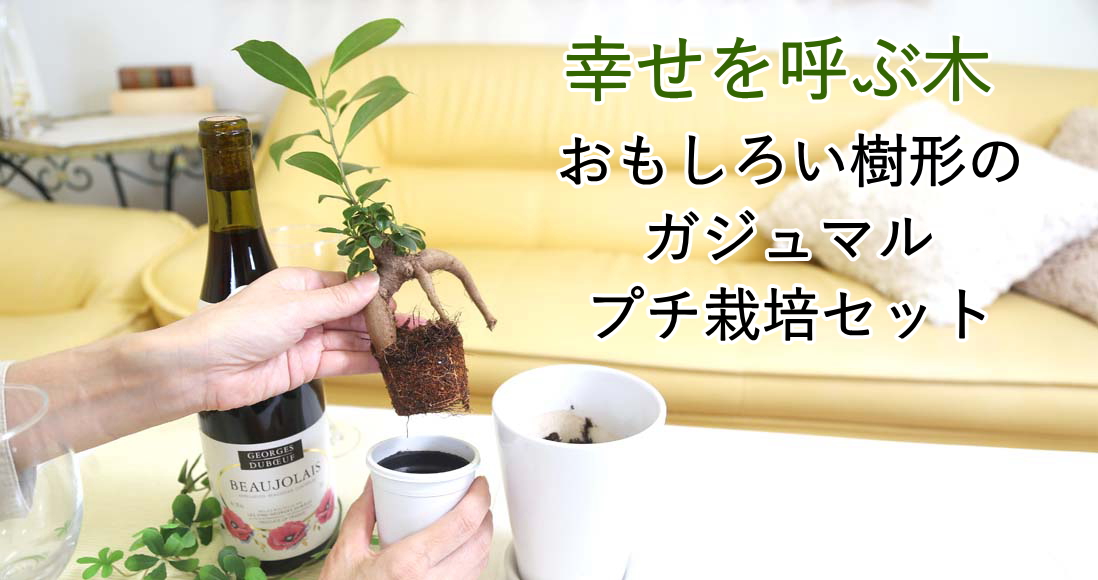 pakira1098-2.jpg