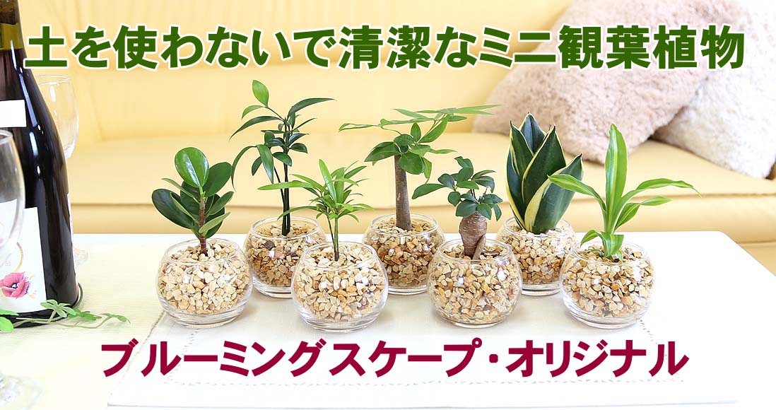 土を使わない清潔感のある観葉植物！お好きな品種も選べます！