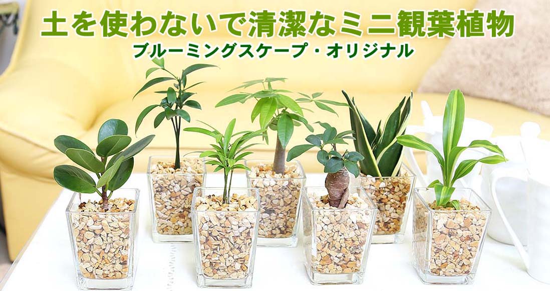 土を使わないで清潔なミニ観葉植物 スクエア形 １鉢 【1,903円】