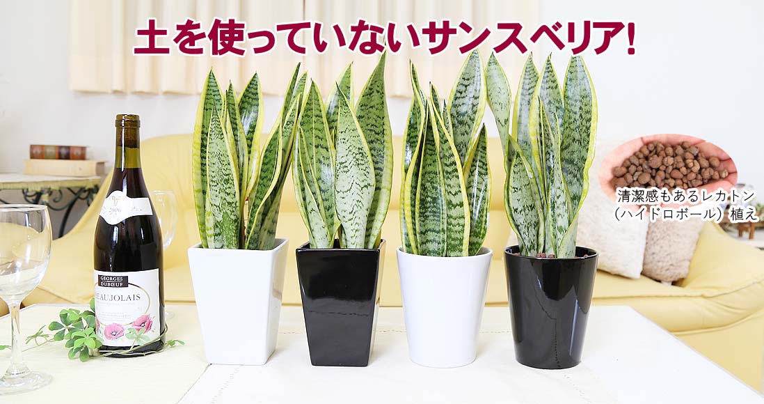 観葉植物の通販 お祝いギフト｜ブルーミングスケープ