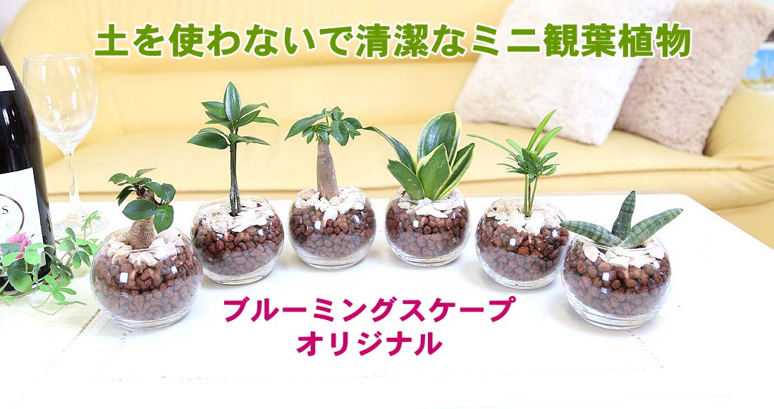 土を使わないで清潔なミニ観葉植物 ハイドロボール＋化粧石植え・丸形 １鉢