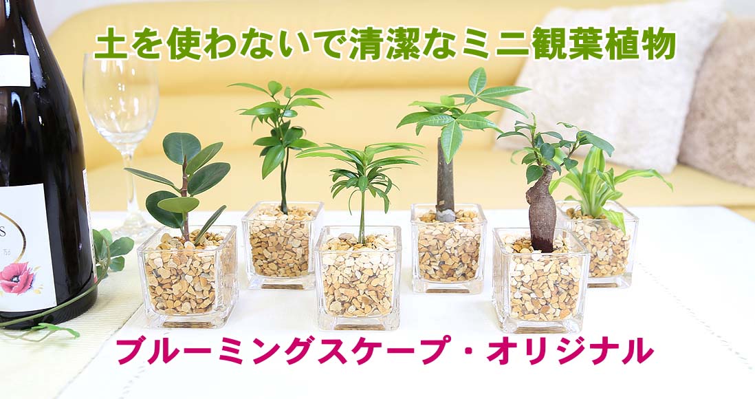 土を使わないで清潔なミニ観葉植物 キューブ形 １鉢 【1,710円】