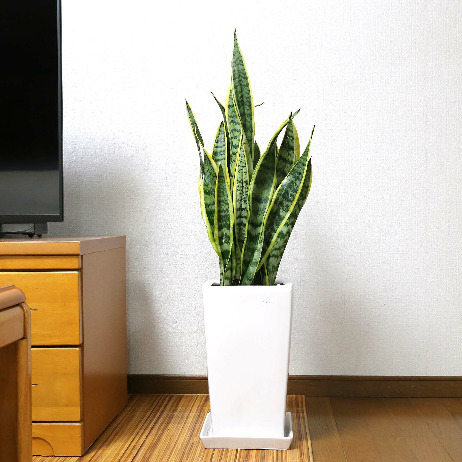大きめサンスベリア 8号