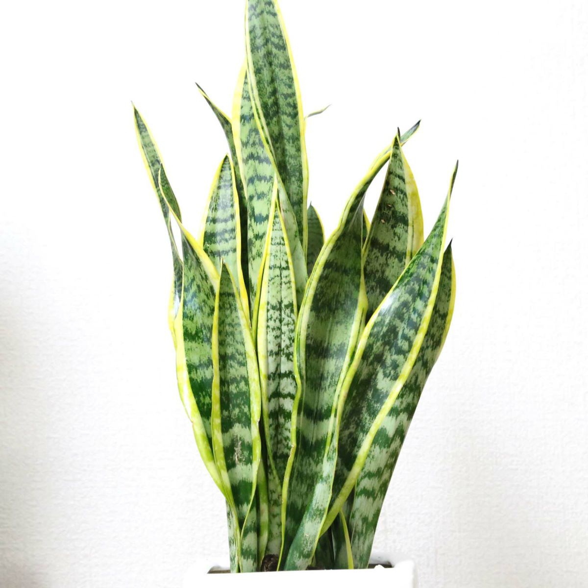 大きめサンスベリア 8号