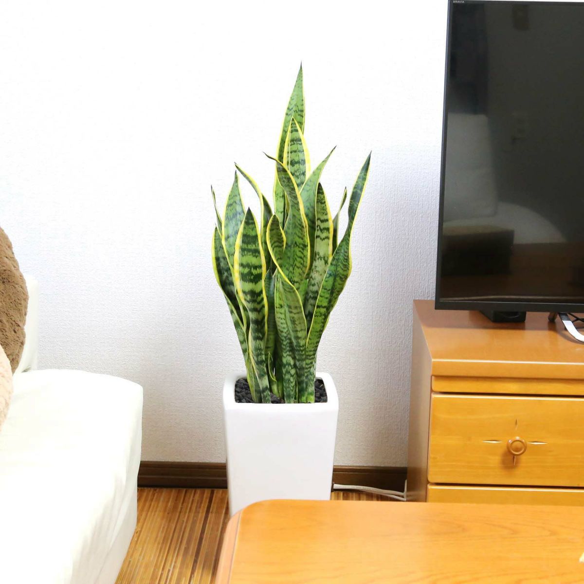 大きめサンスベリア 8号