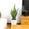 大きめサンスベリア 8号