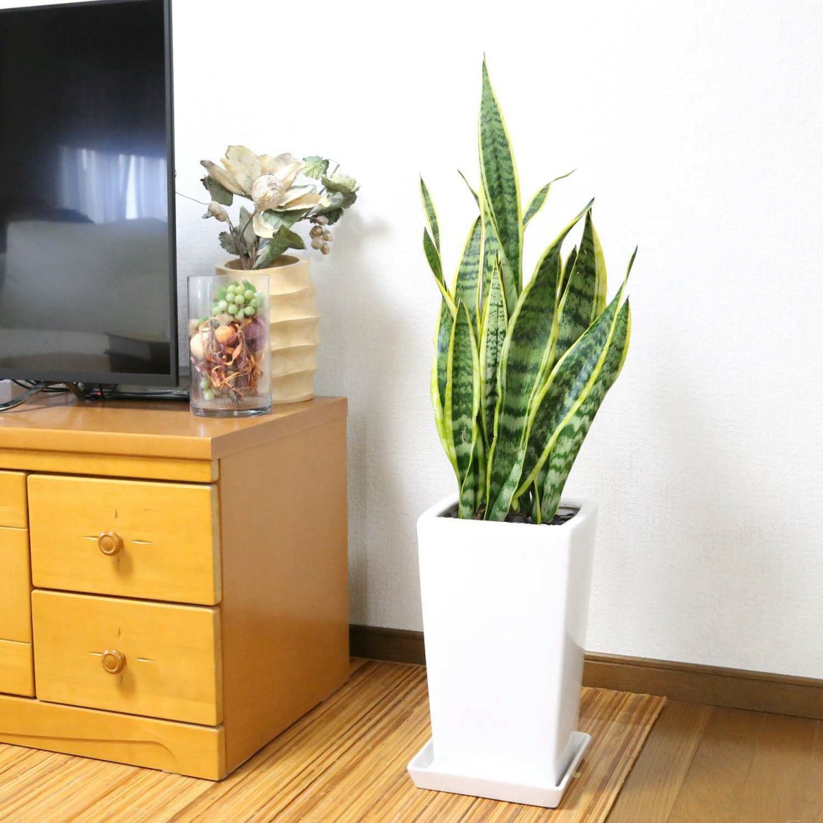 大きめサンスベリア 8号