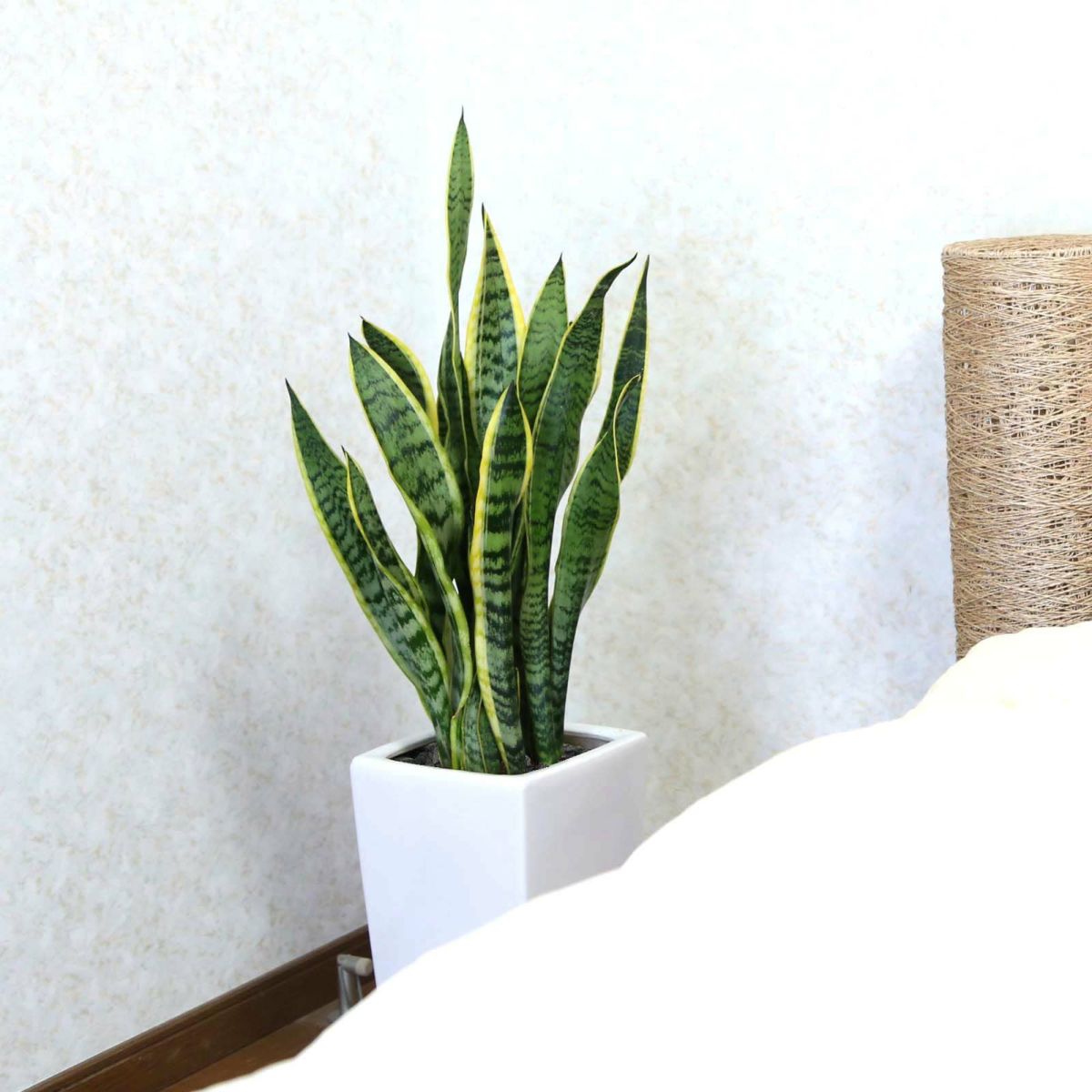 大きめサンスベリア 8号