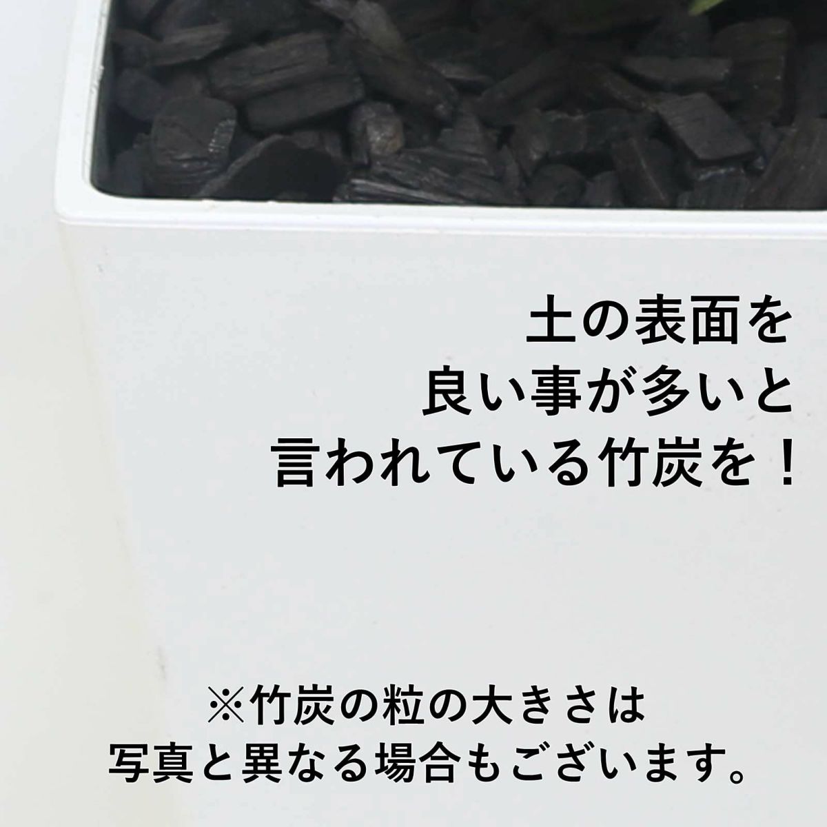 大きめサンスベリア 8号