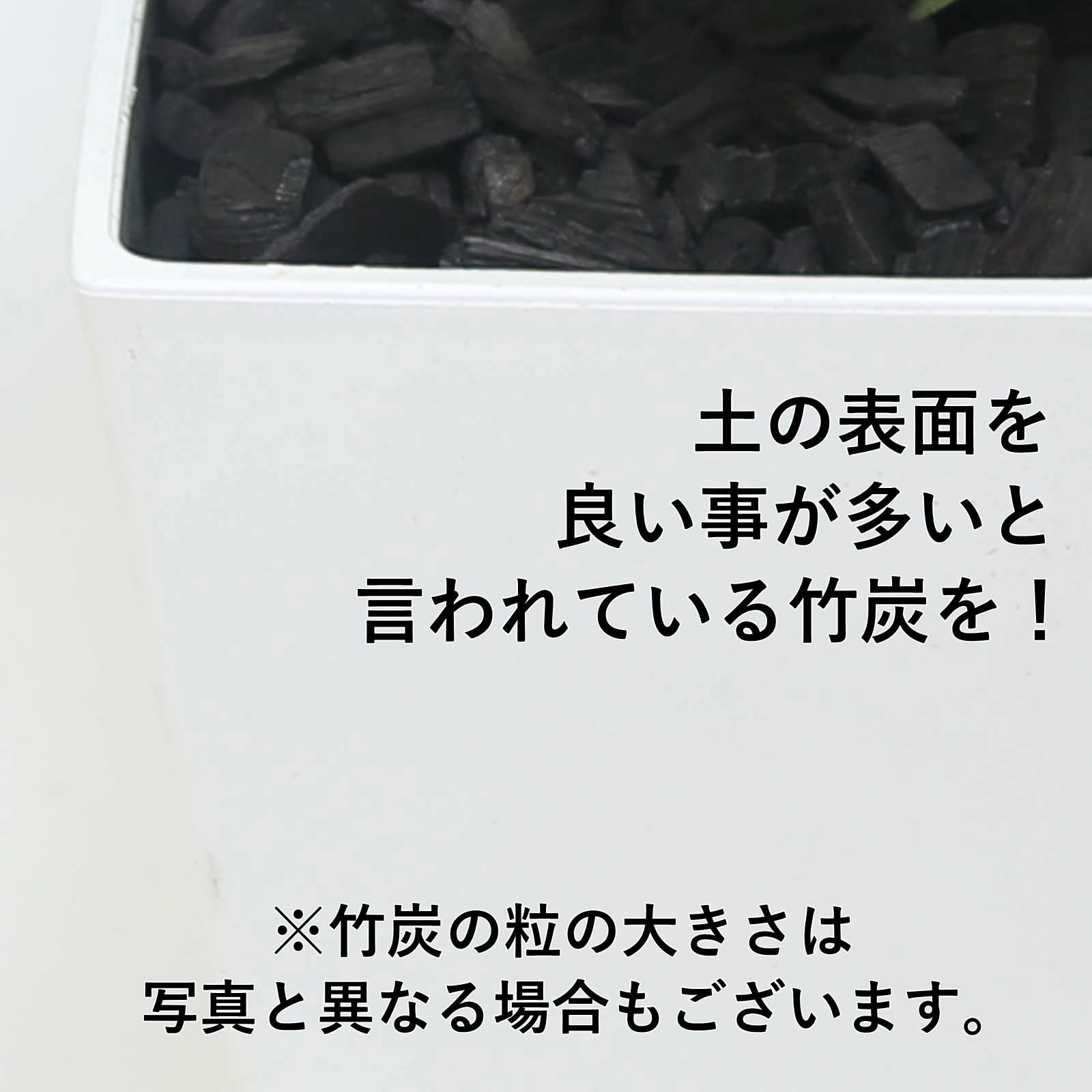 大きめサンスベリア 8号