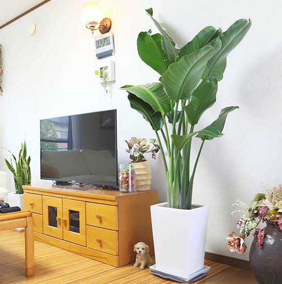 オーガスタ 10号