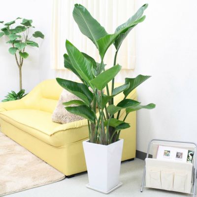 【送料無料】オーガスタ ８号 「3株植え」 ホワイトスクエア陶器鉢 ストレート 土の表面：ウッドチップ
