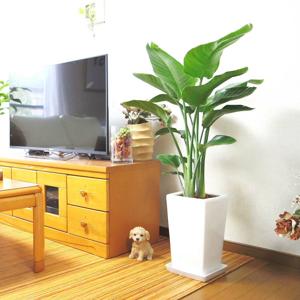 オーガスタ ８号