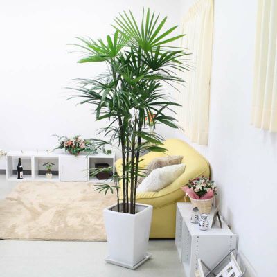 シュロ竹 10号 ブラウンバスケット 通販 販売 観葉植物のブルーミングスケープ シュロ竹 10号 ブラウンバスケット 通販 販売 観葉植物のブルーミングスケープ