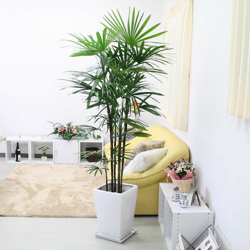 シュロ竹（シュロチク） 8号ストライプバスケット 通販 販売｜観葉植物 