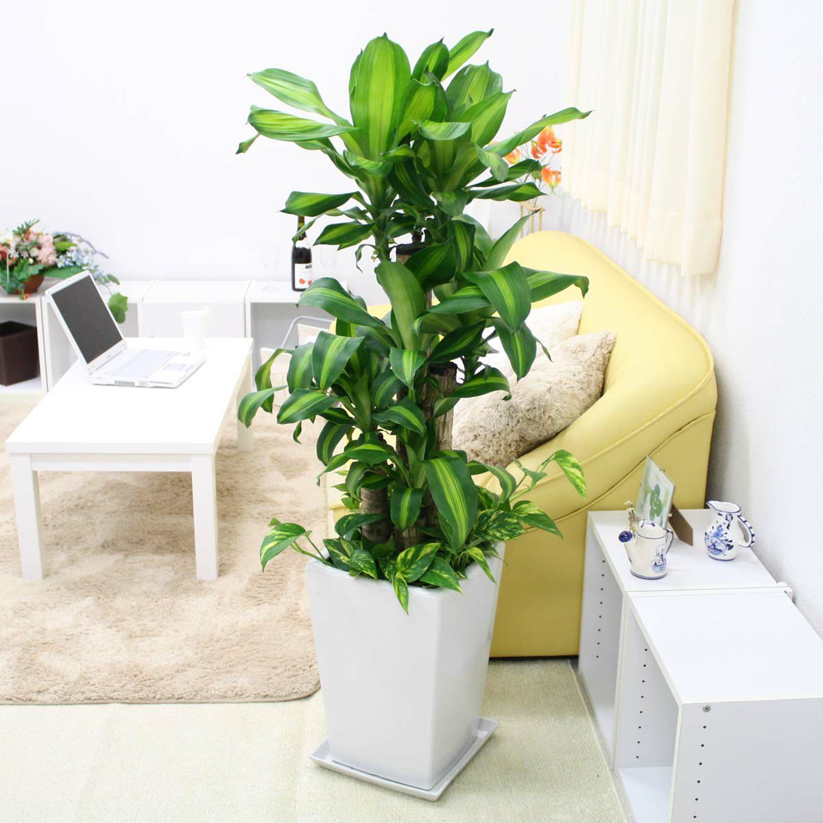 育て方 ご質問 ｑ ａ 目次３４８ 観葉植物のブルーミングスケープ
