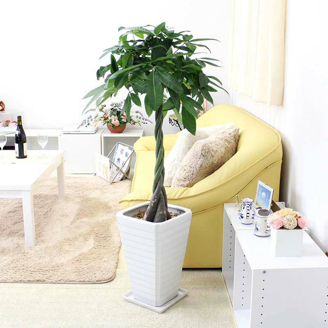 パキラ 通販 販売 観葉植物のブルーミングスケープ