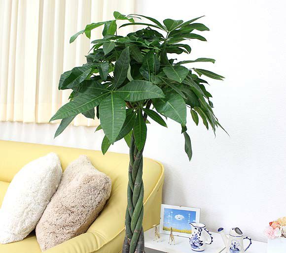 パキラ 8号