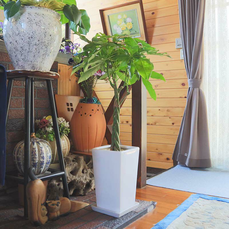 パキラ 8号 陶器鉢