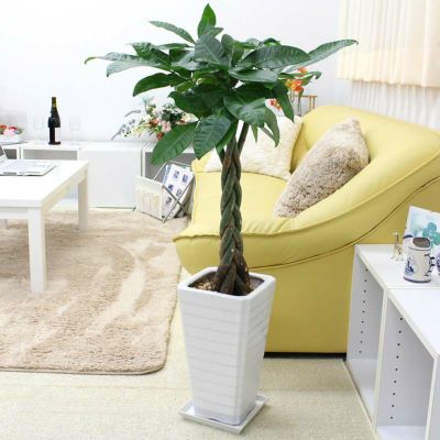 【送料無料】パキラ 7号 ホワイト陶器鉢Ｇタイプ