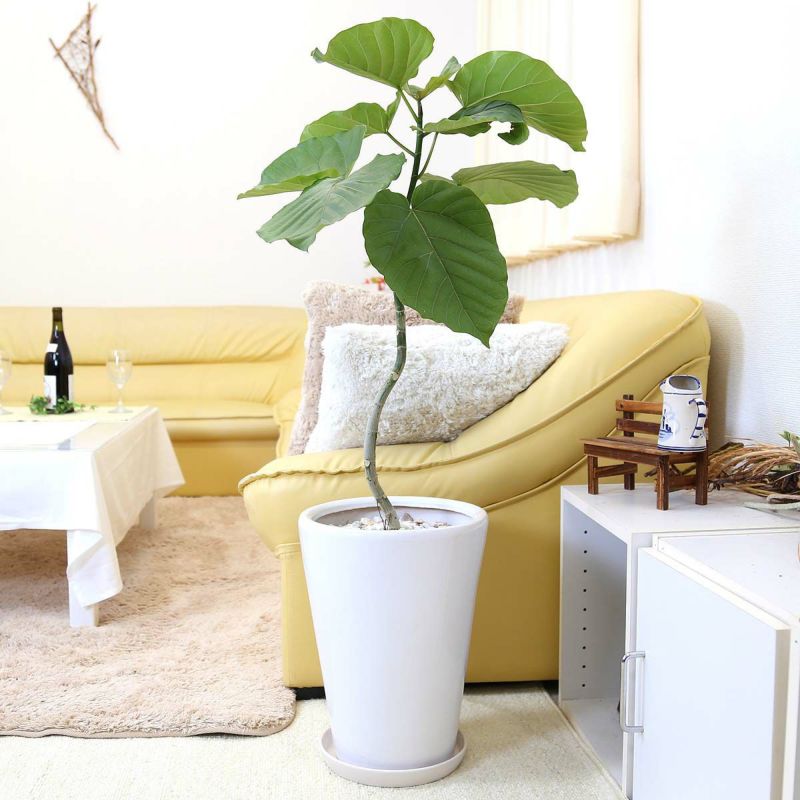 ウンベラータ 8号 陶器鉢 丸形 通販 販売 観葉植物のブルーミングスケープ ウンベラータ 8号 陶器鉢 丸形 通販 販売 観葉植物のブルーミングスケープ