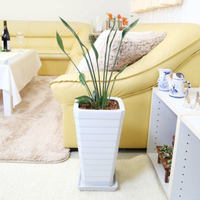 ［現品］【希少】2番　ストレリチア　ノンリーフ　根上がり　7号　観葉植物　レア 現品］【希少】2番 ストレリチア ノンリーフ 根上がり 7号 観葉