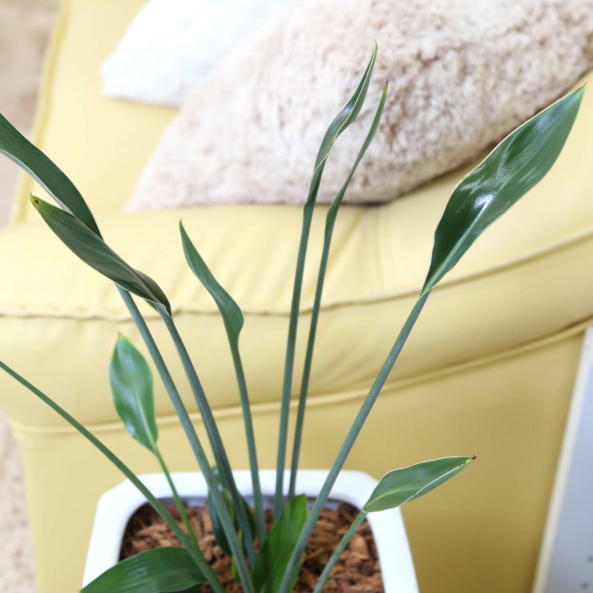 ストレリチア ノンリーフ 7号