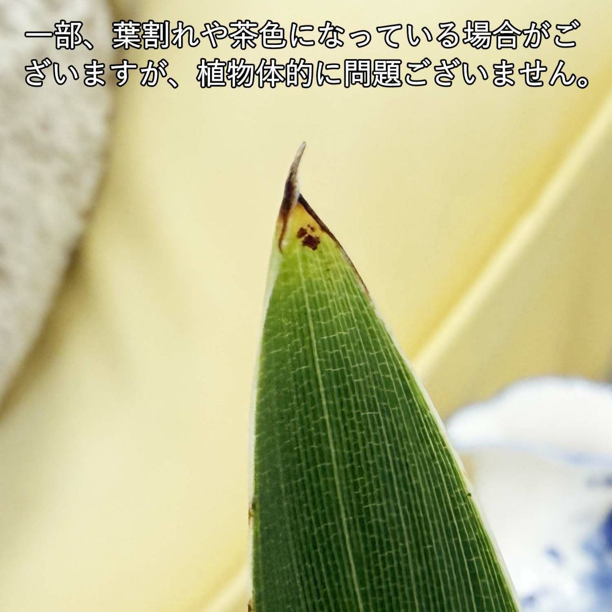 ストレリチア ノンリーフ 7号