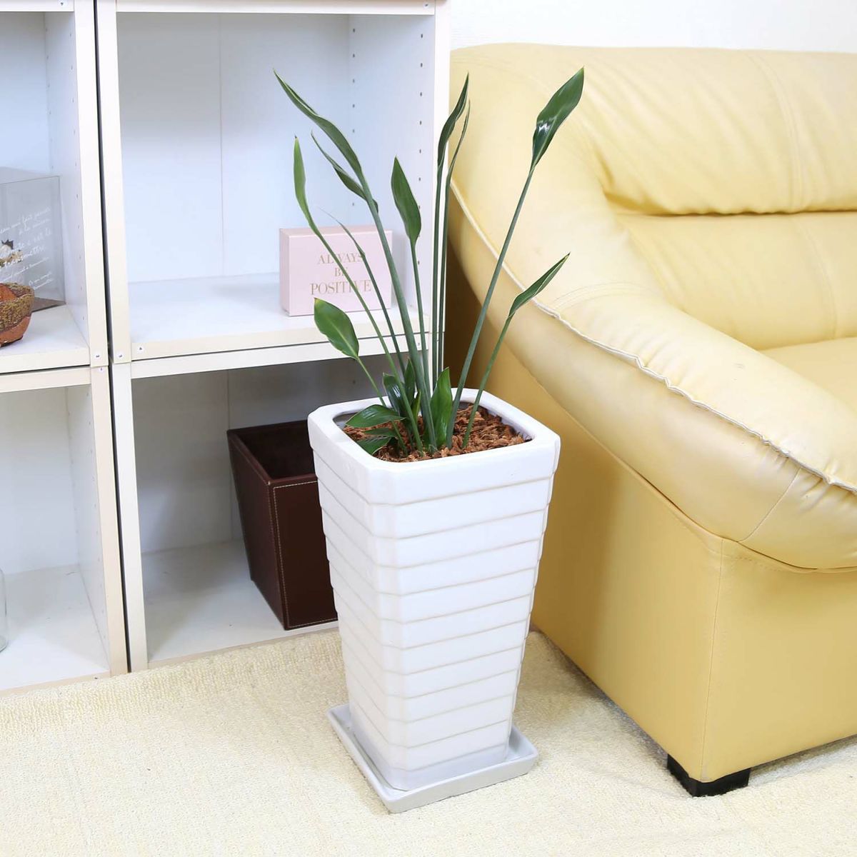 ストレリチア ノンリーフ 7号