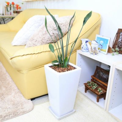 ストレリチア　ノンリーフ　黄花 ストレリチア ノンリーフ 黄花