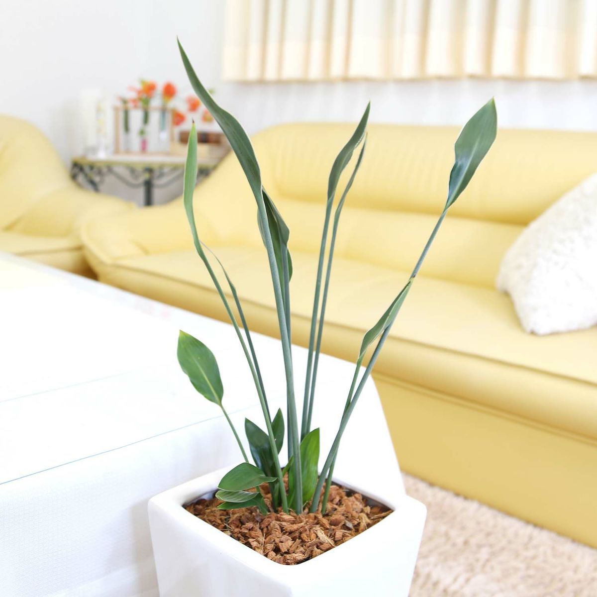 ストレリチア ノンリーフ 7号