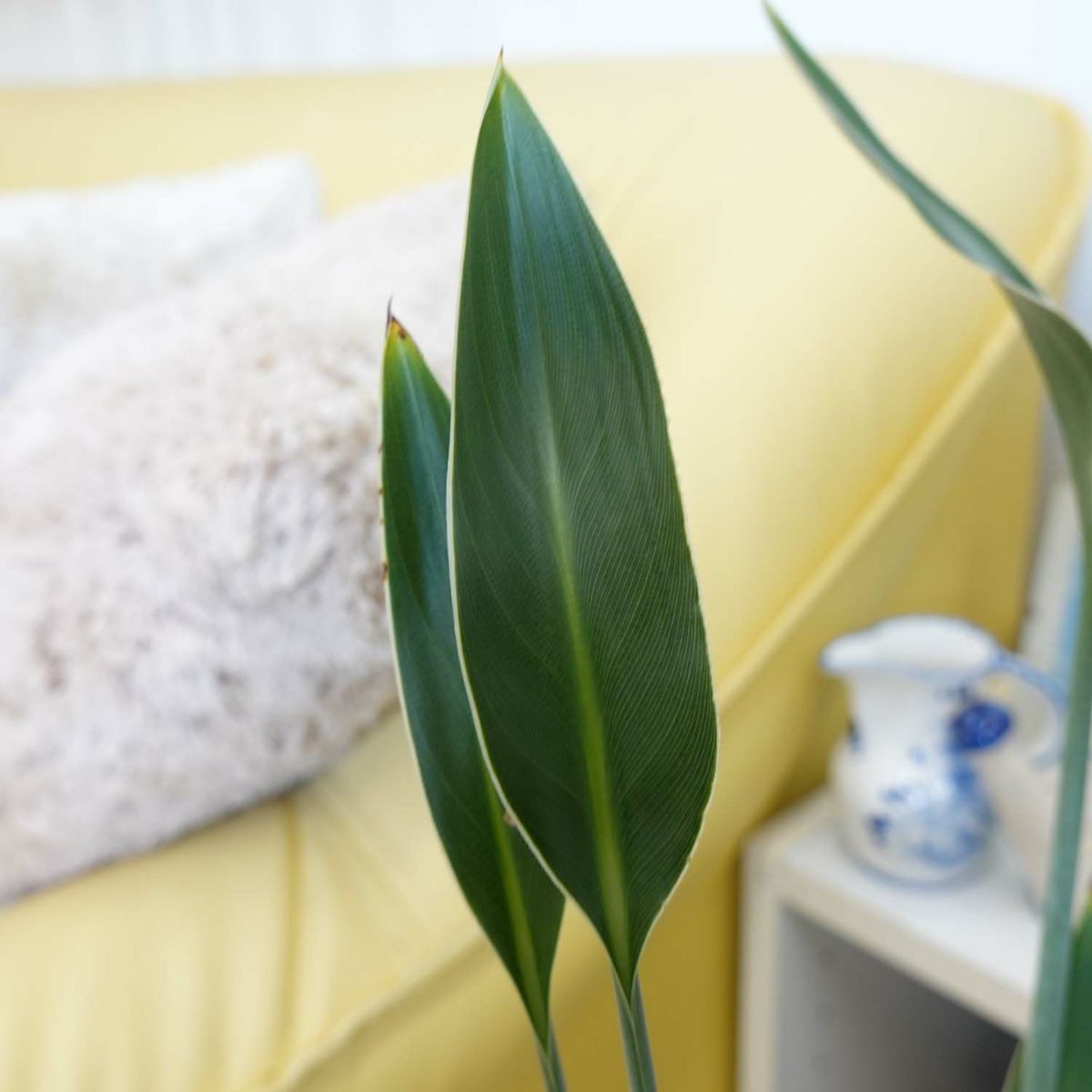 ストレリチア ノンリーフ 7号