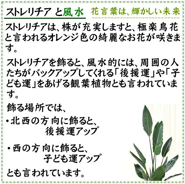 ストレリチア ノンリーフ 7号
