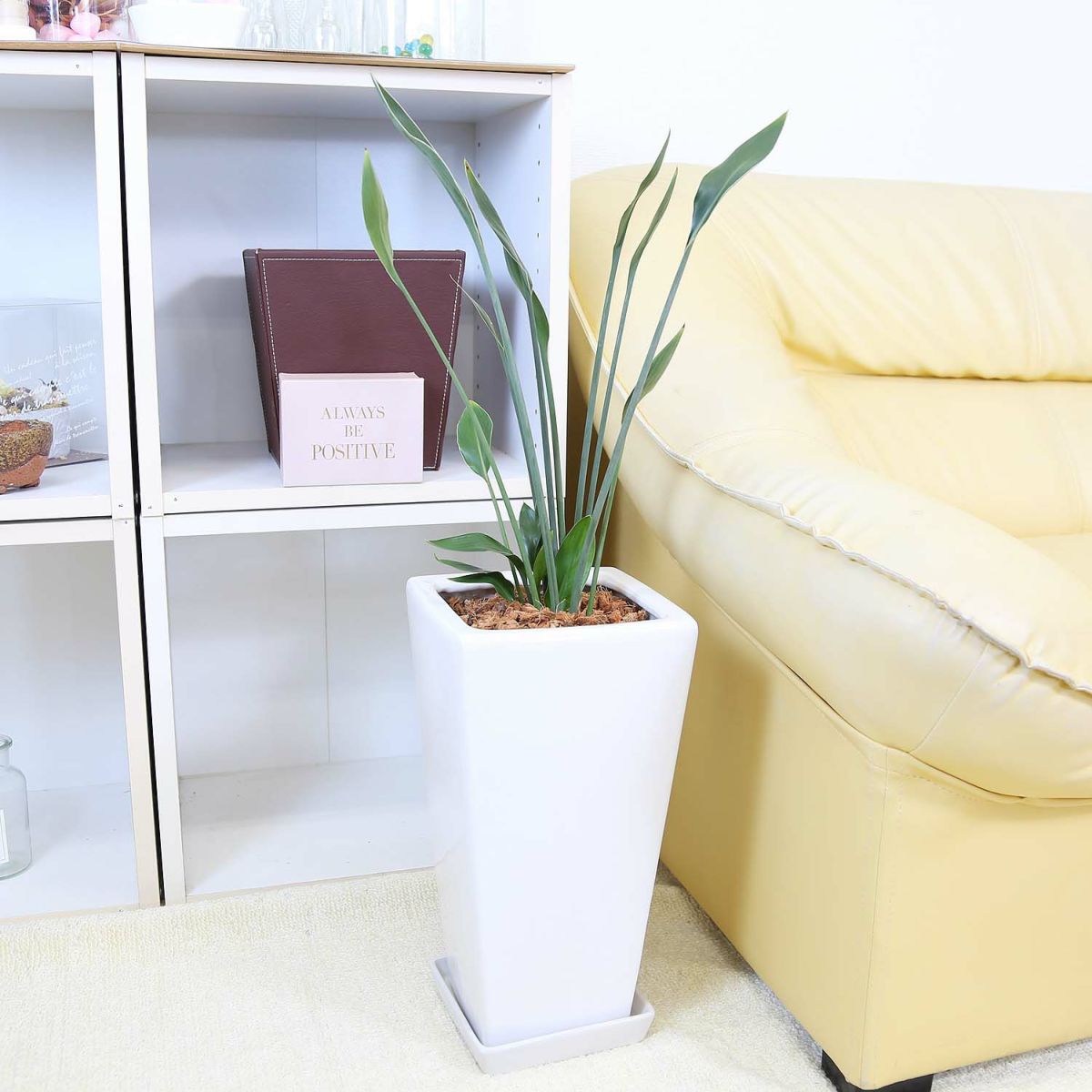 ストレリチア ノンリーフ 7号