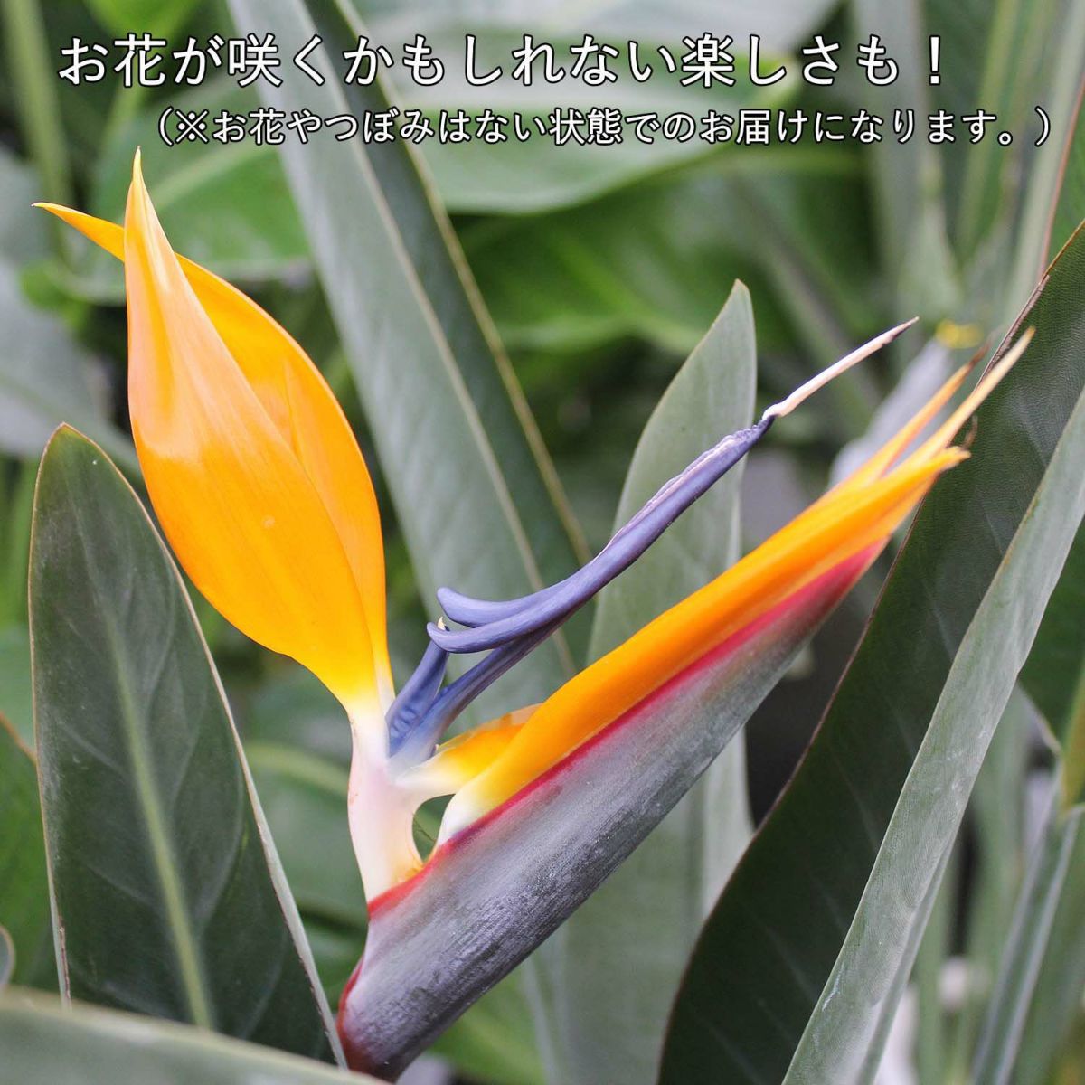 ストレリチア ノンリーフ 7号