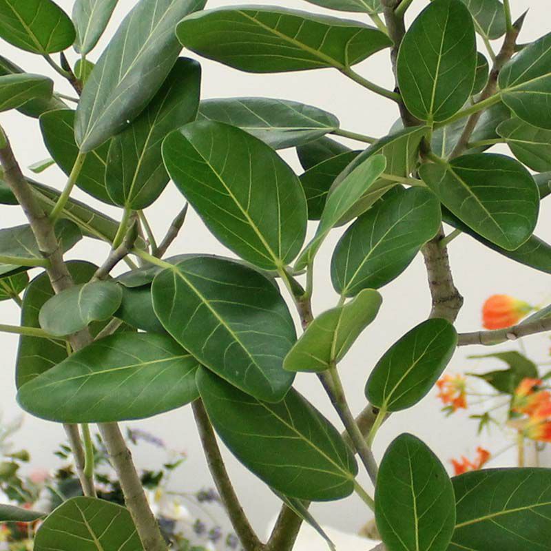 フィカス ベンガレンシス 10号