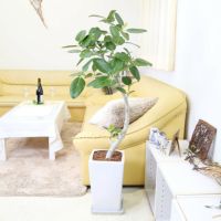 フィカス ベンガレンシス(ベルガルゴム)