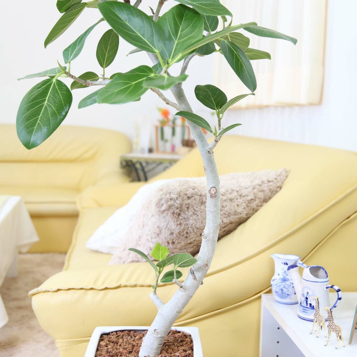 フィカス ベンガレンシス（ベルガルゴム） 