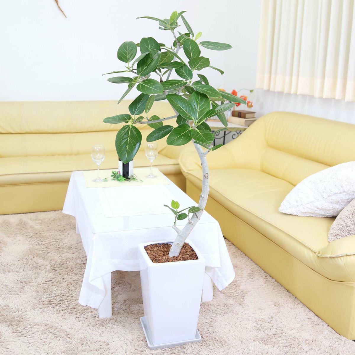 フィカス ベンガレンシス（ベルガルゴム） 