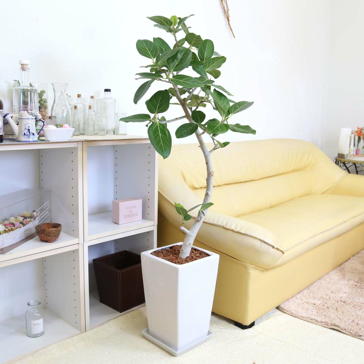 フィカス ベンガレンシス（ベルガルゴム） 