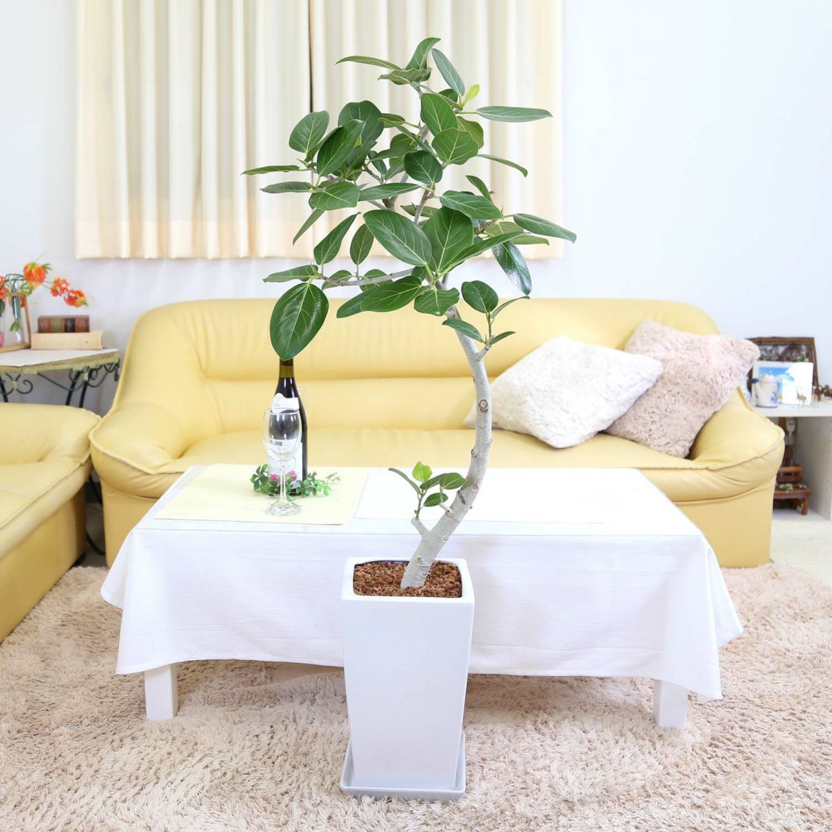 フィカス ベンガレンシス（ベルガルゴム） 