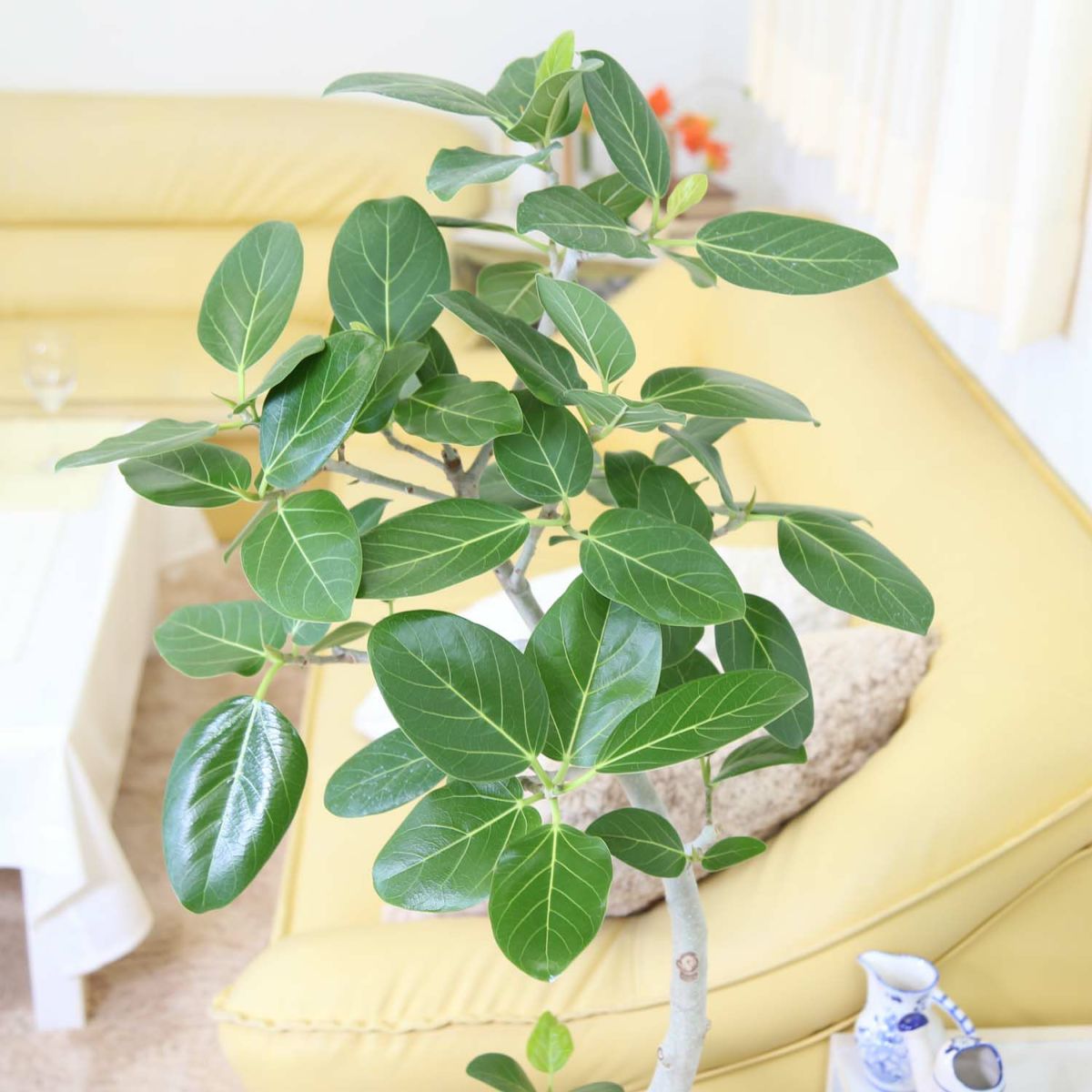 フィカス ベンガレンシス（ベルガルゴム） の葉