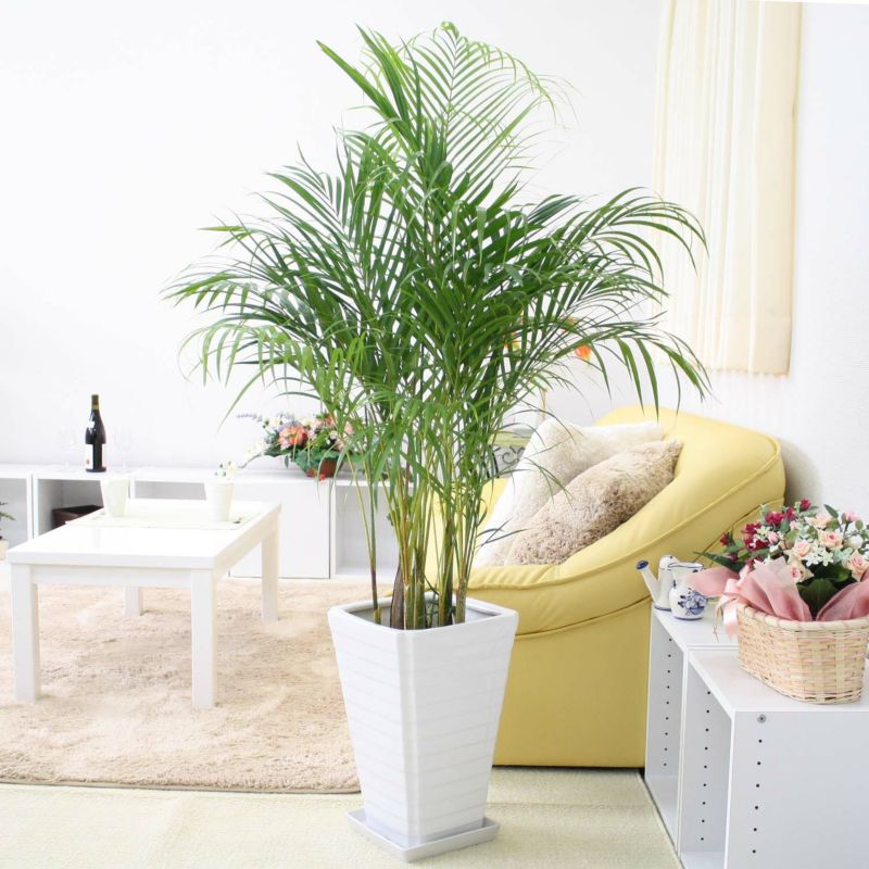 アレカヤシ 8号 陶器鉢 通販 販売｜観葉植物のブルーミングスケープ