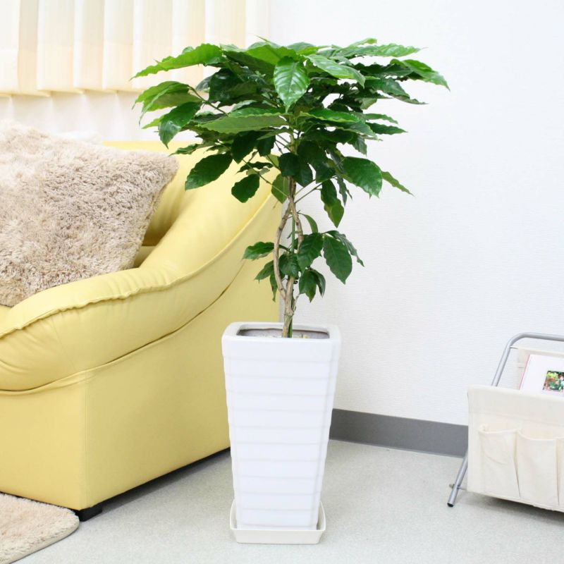 コーヒーの木 7号