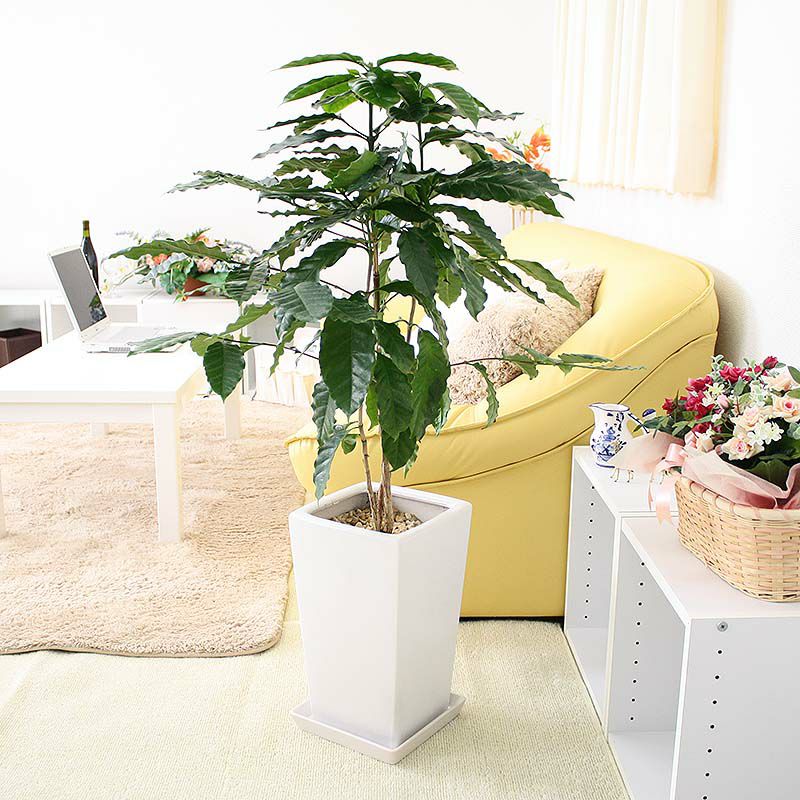 コーヒーの木 8号 陶器鉢 通販 販売｜観葉植物のブルーミングスケープ