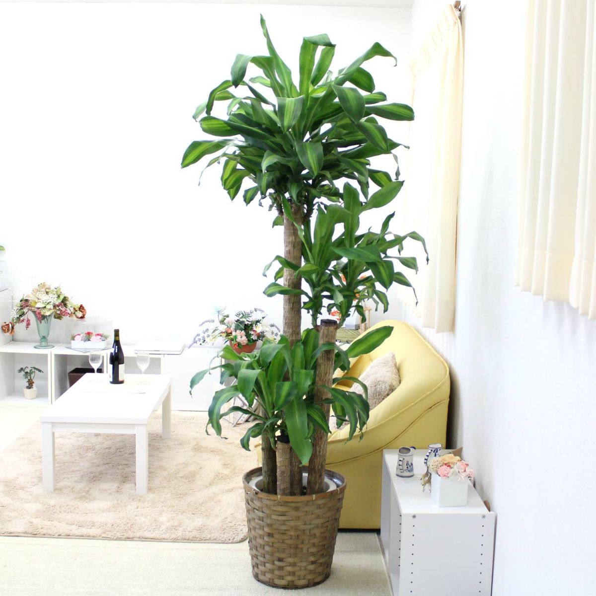 幸福の木（朴タイプ） 10号 