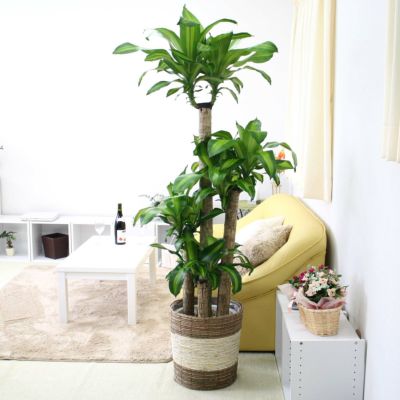 クワズイモ 10号 通販 販売｜観葉植物のブルーミングスケープ