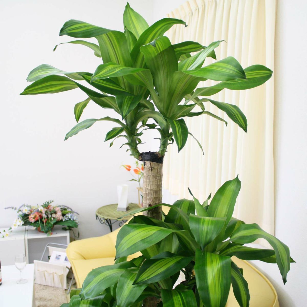 幸福の木（朴タイプ） 10号 